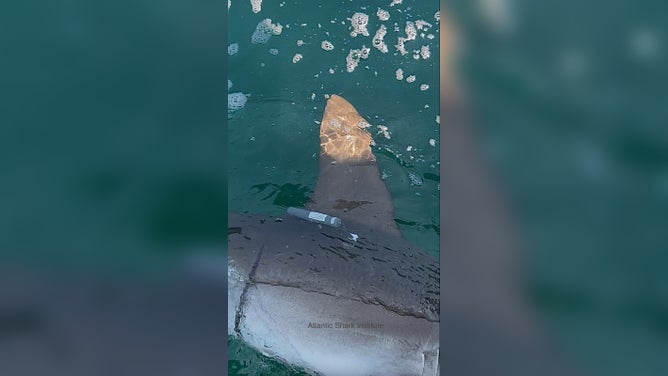 The tag placed on the smooth hammerhead shark by Atlantic Shark Institute