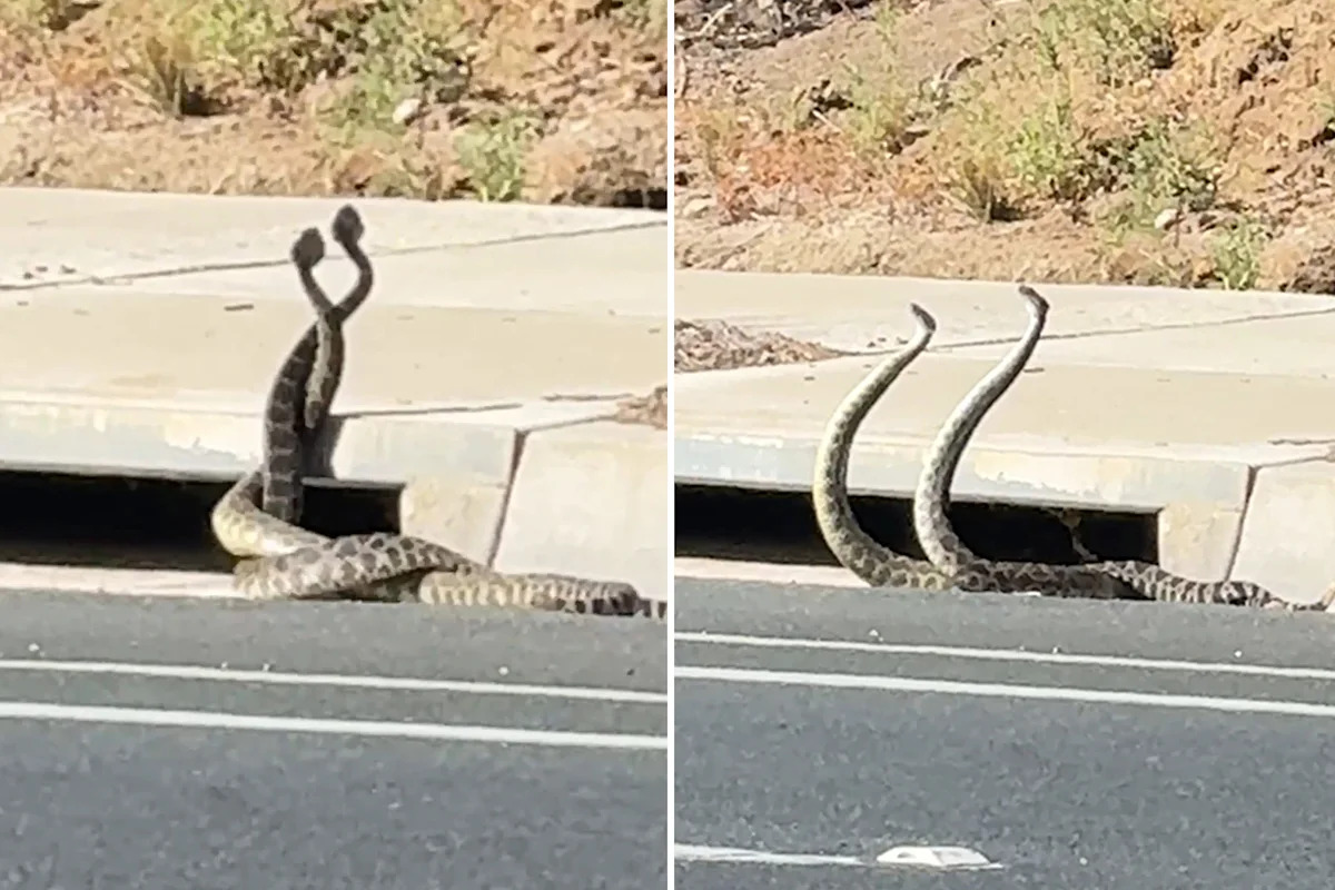 Giant rattlesnakes lock in wild dance on California street as bite cases climb