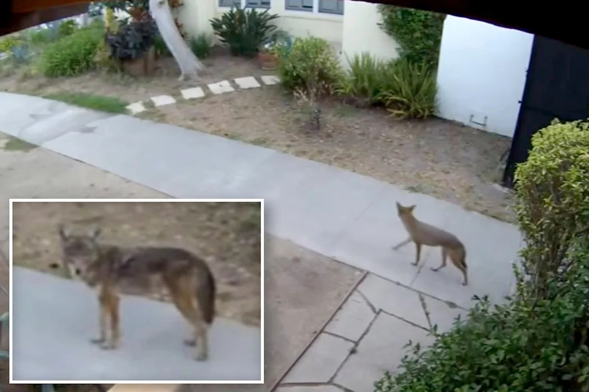 Terrifying footage shows pack of coyotes hunting pets at LA homes