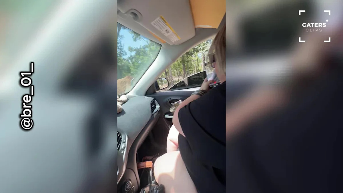 Bison Leaves Louisiana Woman Screaming During Safari Drive Through