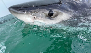 There's a great white shark in the Gulf of St. Lawrence. Don't worry — it's normal
