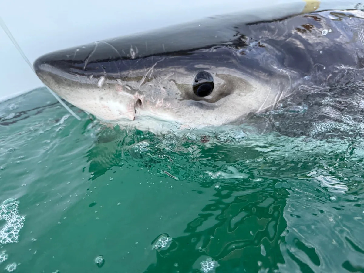 There's a great white shark in the Gulf of St. Lawrence. Don't worry — it's normal