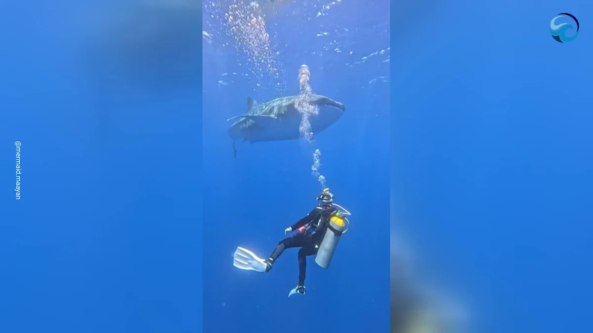 Breathtaking Underwater Moment as Massive Whale Shark Glides Over Scuba Diver