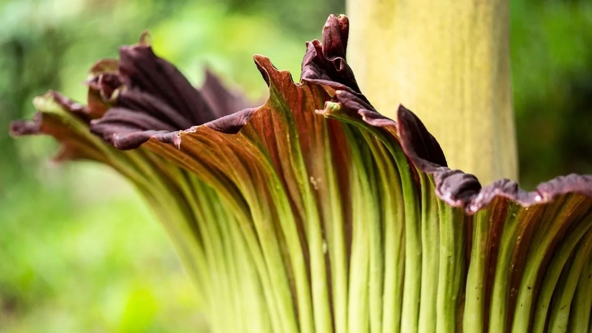 Scientists Studying Earth's Flowering Plants Issue a Stark Warning to Humanity