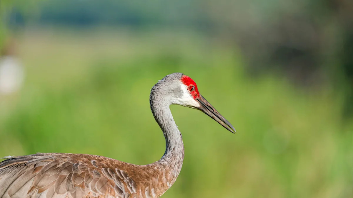 Florida sandhill crane squares off with alligator to protect chick on golf course