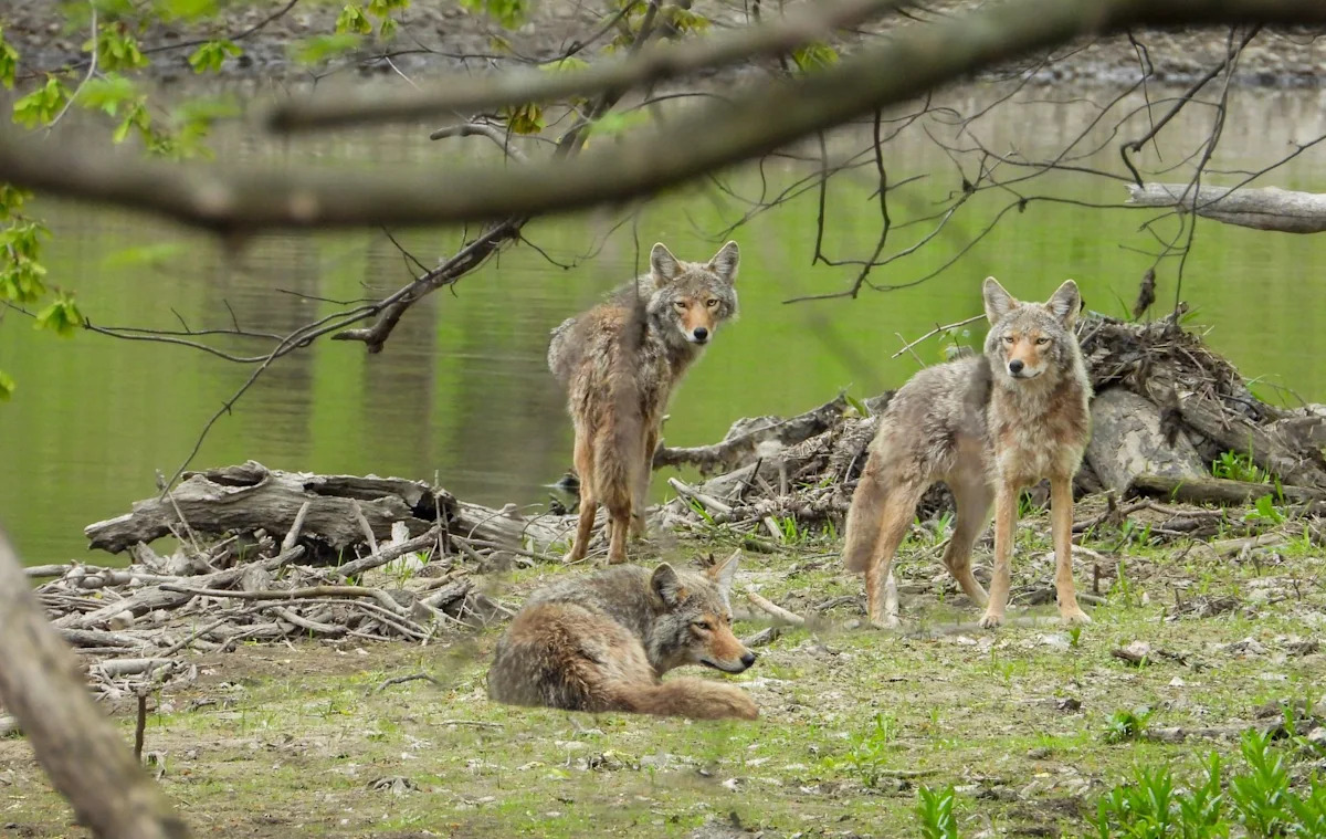 Canada teen attacked by 3 coyotes while biking home, escapes by climbing onto a rock