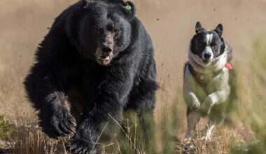 Nevada's Karelian Bear Dogs are teaching black bears to fear people again