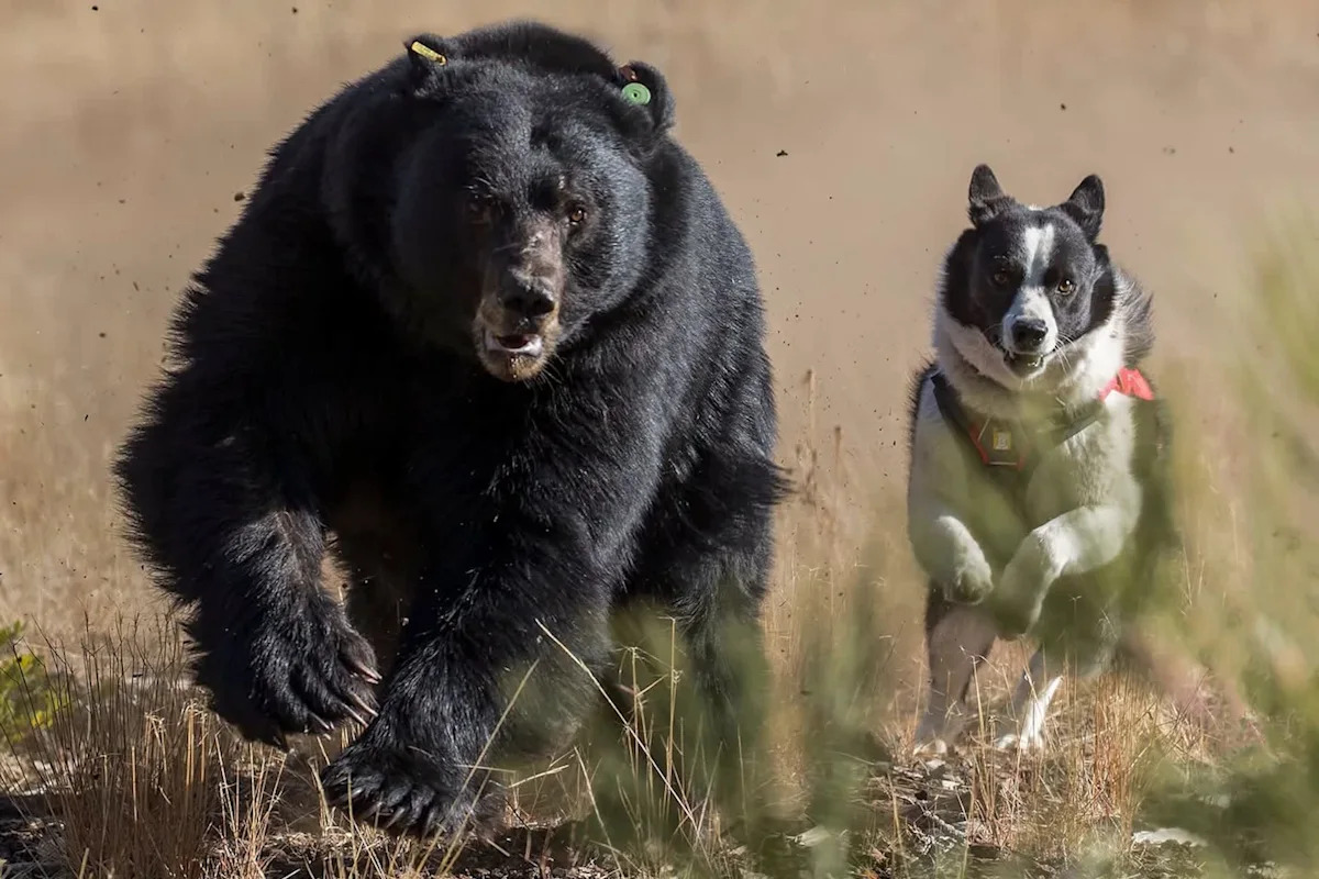 Nevada's Karelian Bear Dogs are teaching black bears to fear people again