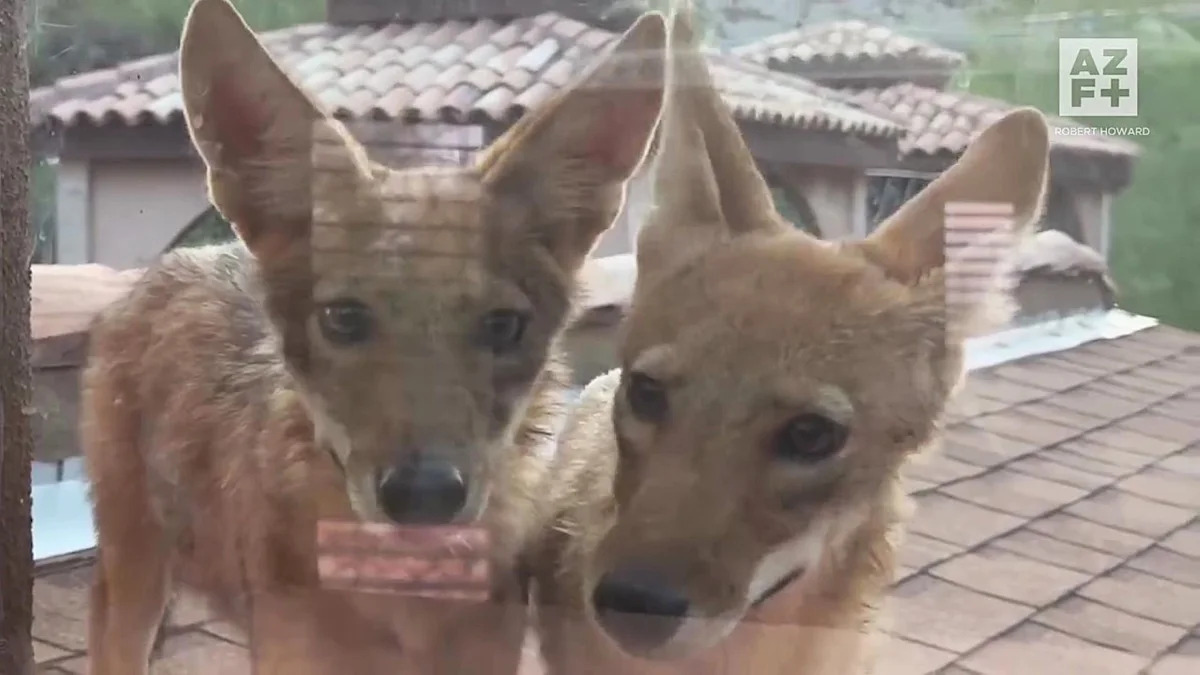 Coyotes romped across a Phoenix roof, then scratched at the bedroom window at dawn