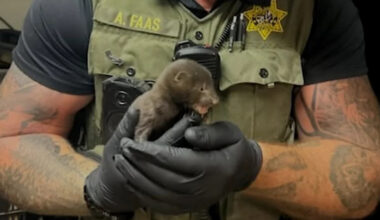 California resident finds a 'baby otter' in the yard, and it turns out to be a tiny mink