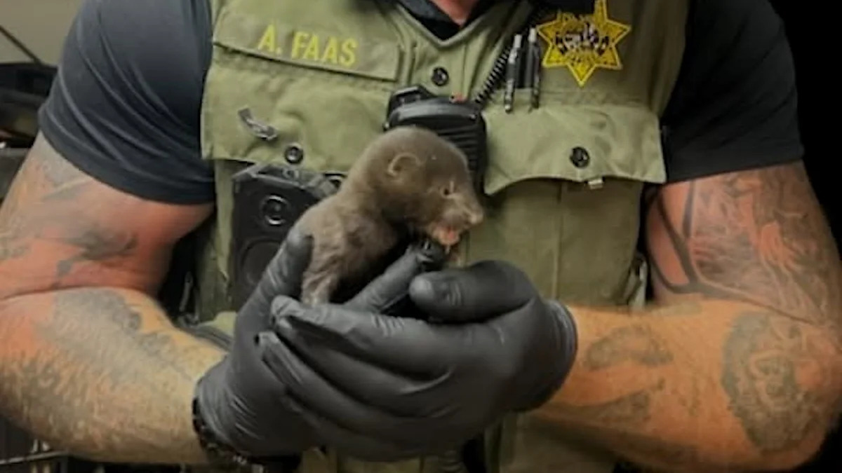 California resident finds a 'baby otter' in the yard, and it turns out to be a tiny mink