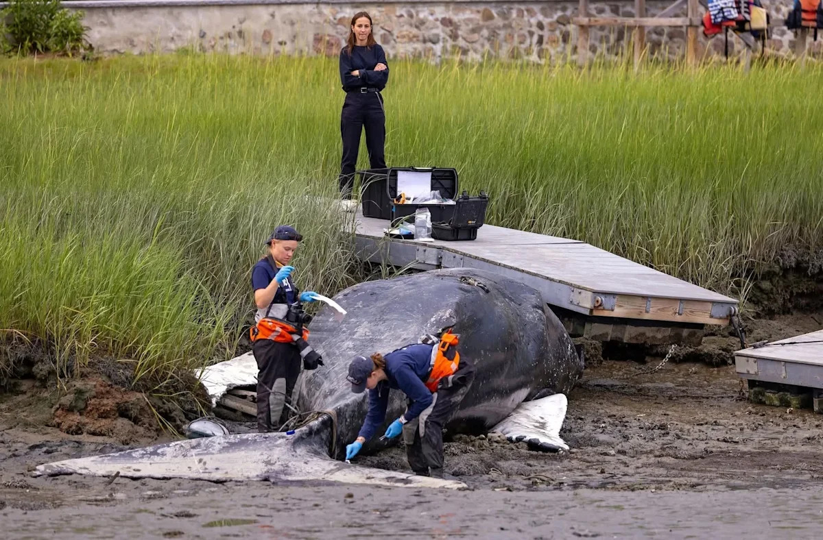 Massachusetts crews work to move 30-foot whale found stuck under a private dock