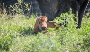 First bison calf born at Appalachian Hills Wildlife Area
