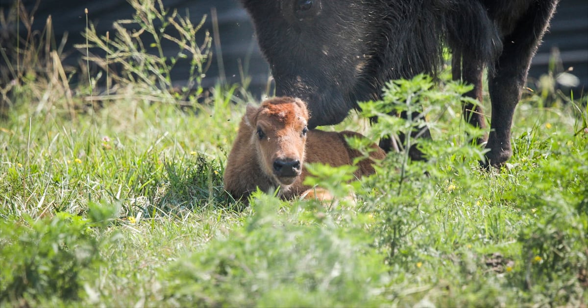 First bison calf born at Appalachian Hills Wildlife Area