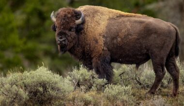 Photographer explains moments before capturing viral video of bison throwing WA man into the air – KIRO 7 News Seattle