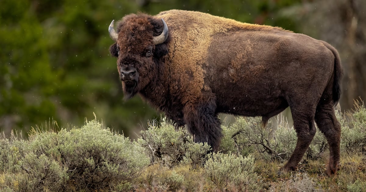 Photographer explains moments before capturing viral video of bison throwing WA man into the air – KIRO 7 News Seattle