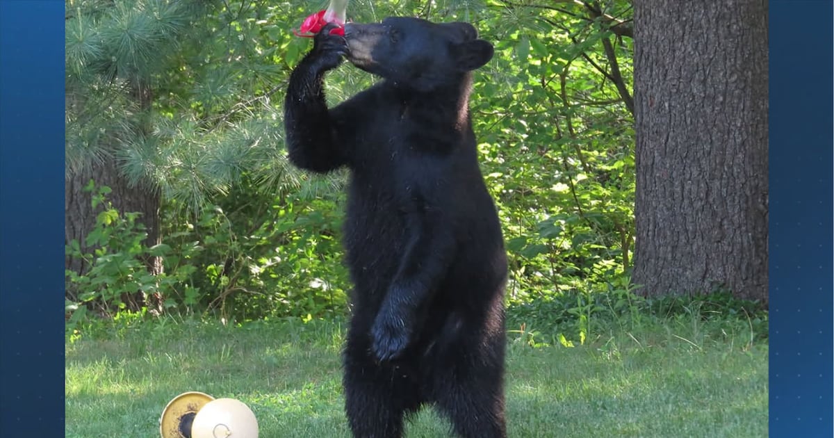 Black bear sightings reported in Avon, Randolph area; residents urged to use caution