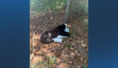 Bear found wandering in Bourne woods relocated, police say – Boston 25 News