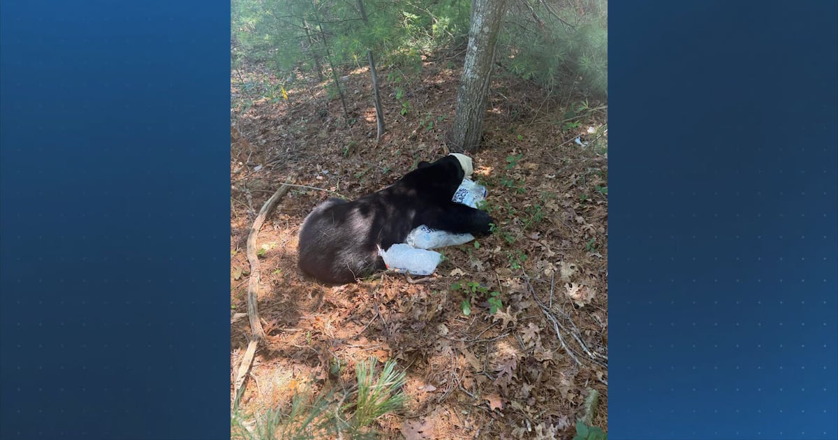 Bear found wandering in Bourne woods relocated, police say – Boston 25 News