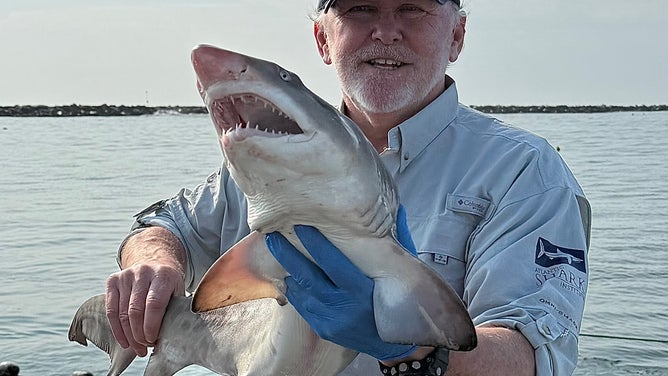Jon Dodd holding a sand shark he tagged recently.