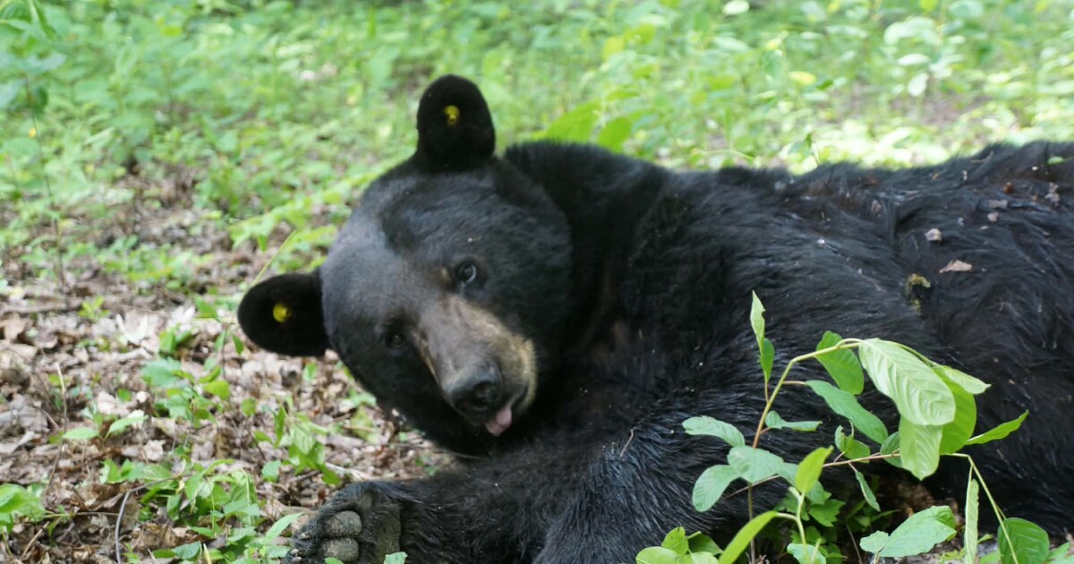 Black bear sightings have increased in Northeast Ohio. Here’s why.