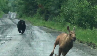 Out for a day of fishing, Maine couple spots a bear chasing a moose calf