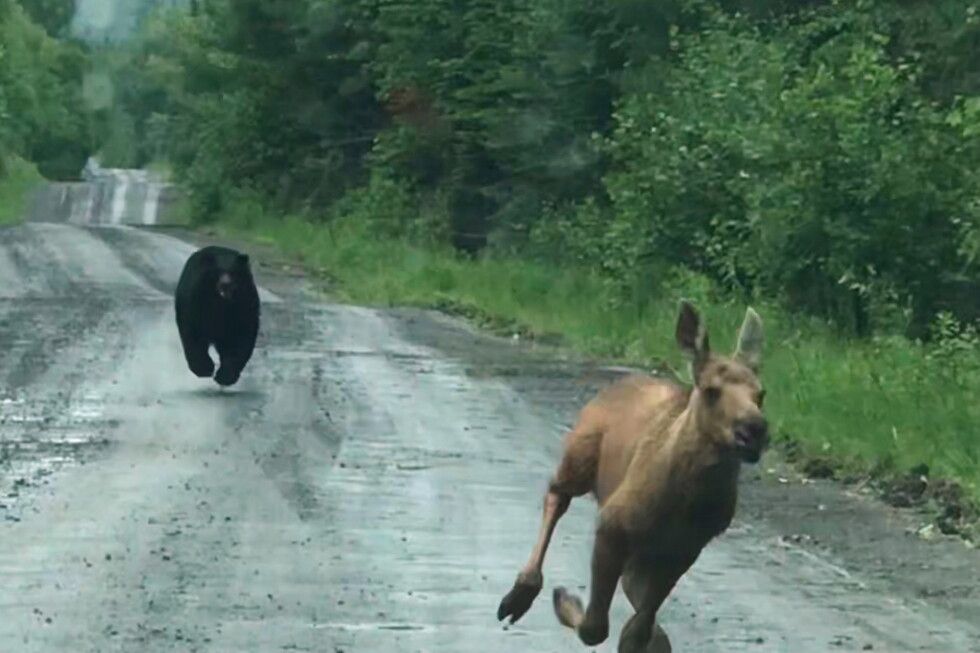 Out for a day of fishing, Maine couple spots a bear chasing a moose calf