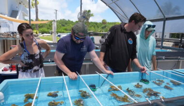 Scientists bring endangered Florida coral ashore to save it from feared mass bleaching