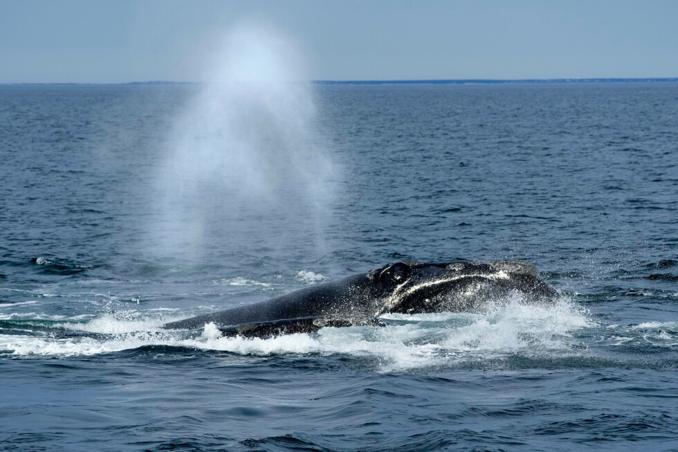 Endangered right whales are unlikely to get new protections