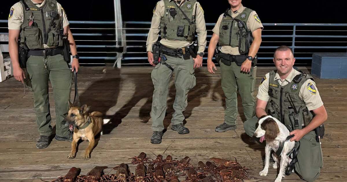 Spiny lobster poachers pinched at Santa Monica Pier