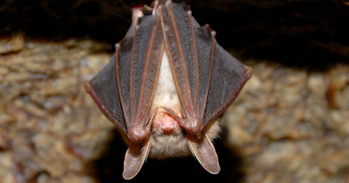 Bat that dropped onto table at SoCal restaurant had rabies, officials say