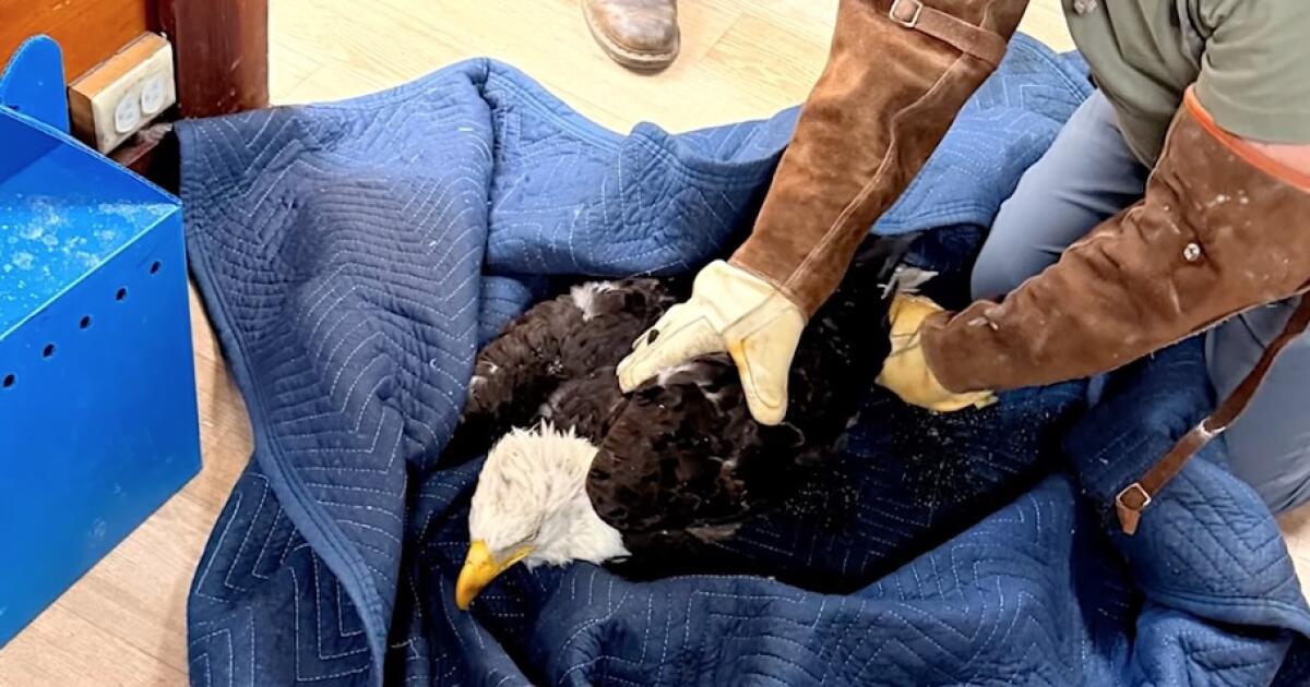Injured bald eagle rescued near Big Bear is Jackie, nonprofit says