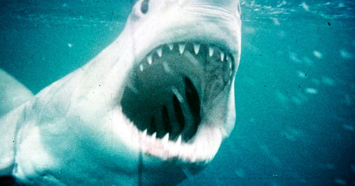 'Jaws' is the movie of the Fourth of July, plus the week's best films