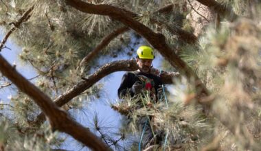 Activists climb 100-foot pine in protest over Pasadena tree cuts