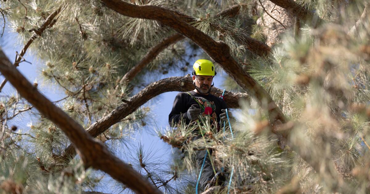 Activists climb 100-foot pine in protest over Pasadena tree cuts