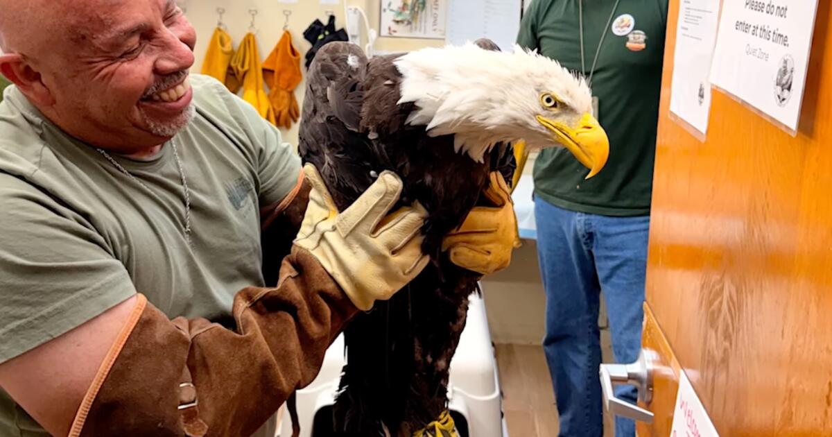 Found weak and disheveled, rescued eagle — probably Big Bear's Jackie — receiving care in Ojai