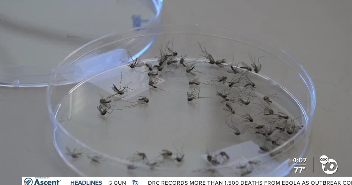 Coastal mosquito activity spikes in San Diego County following recent high tides