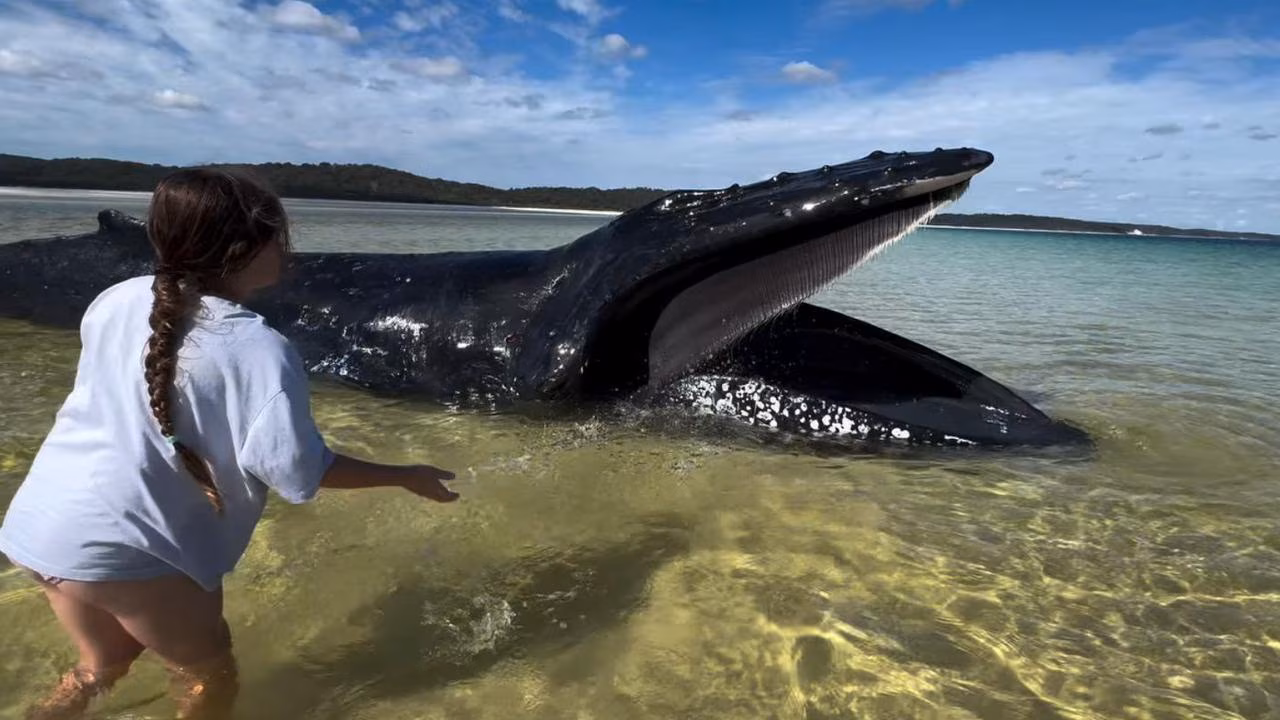Girl, 10, helps save stranded humpback whale at K’gari