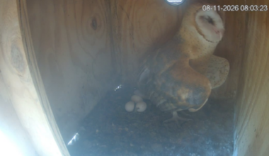 Rare second batch of eggs surprises Arizona barn owl biologists