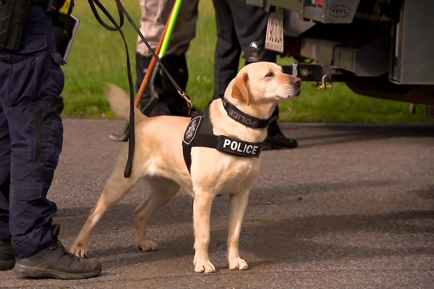 A dog with a vest that says "Police" on a lead near a pair of legs in dark pants.