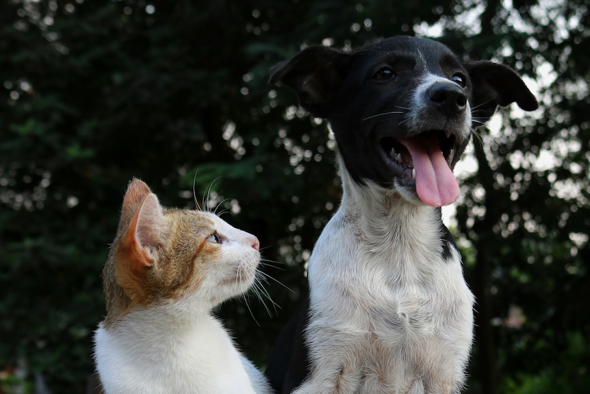 A cat and dog sitting next to one another. The cat is staring at the dog while the dog faces forward with its tongue out