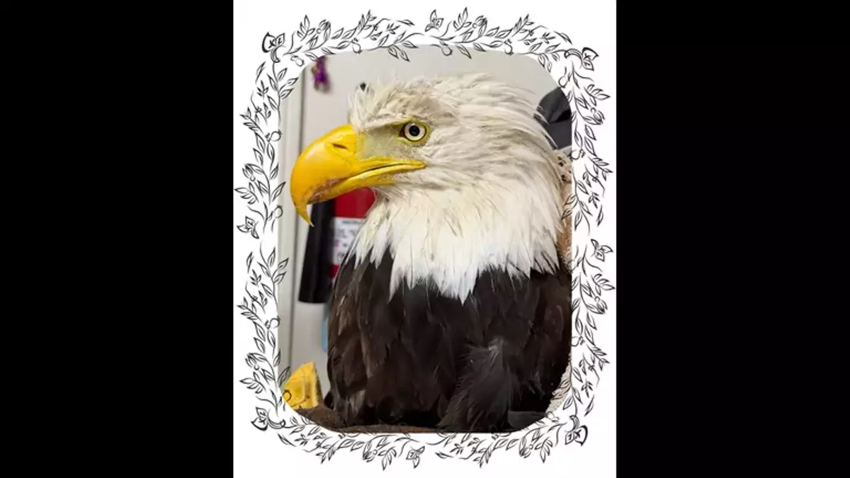 Jackie The Bald Eagle, Cause Of Death Revealed | Newsradio 600 KOGO