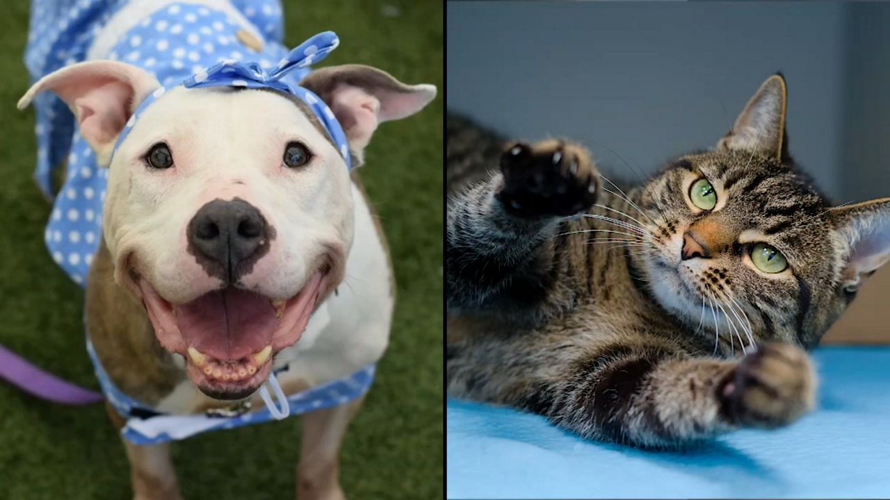 Dymond, left. Remi, right.