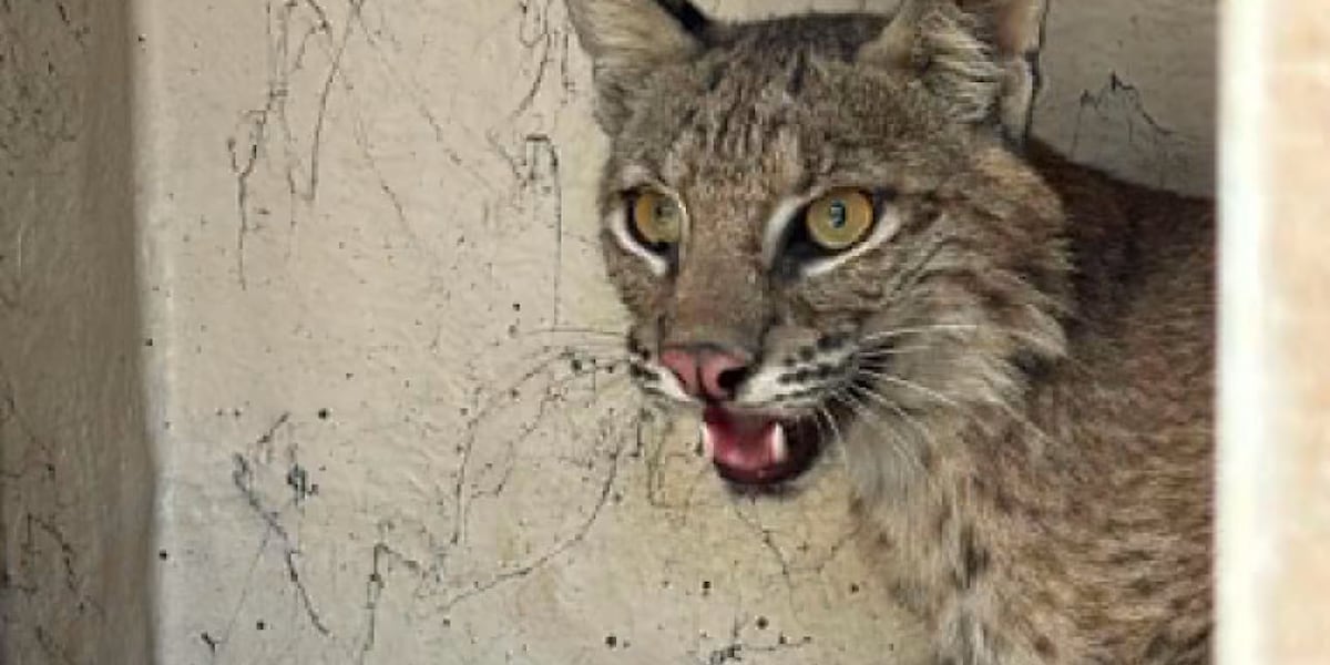 Longview Animal Control captures bobcat inside Komatsu manufacturing plant