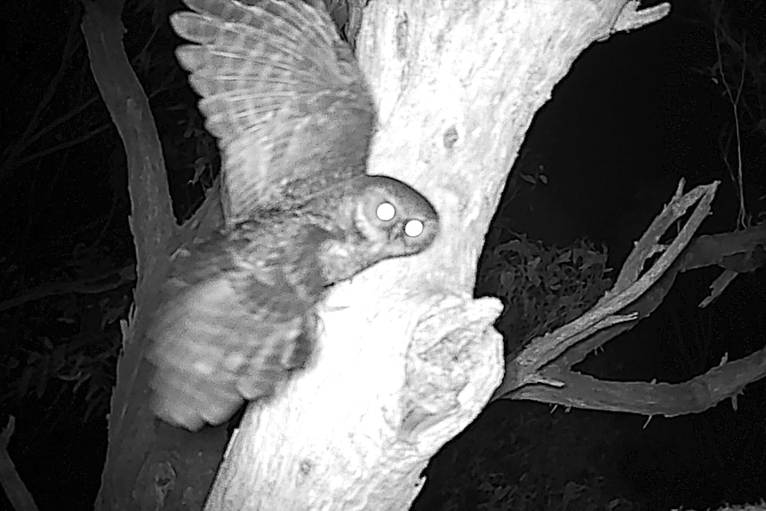 Night vision of an owl looking at a tree hollow