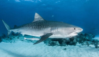 A Tiger Shark Rammed a Kayaker. Here’s How He Survived.