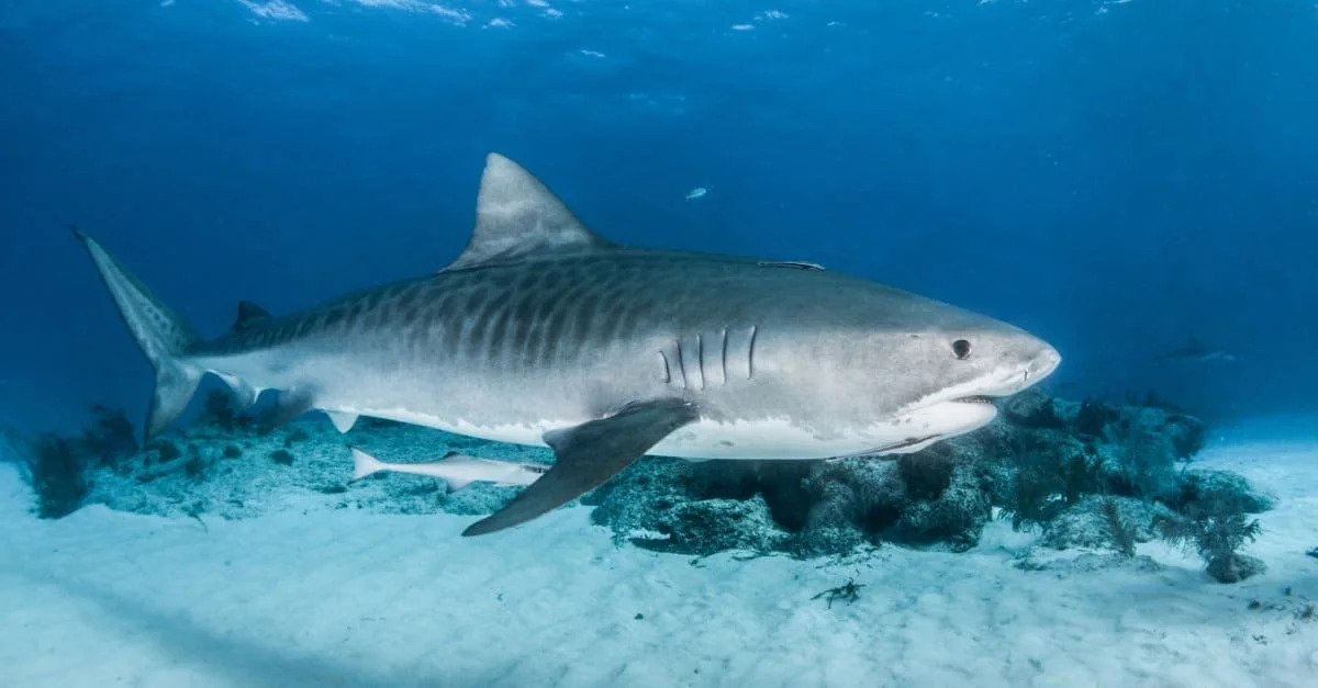 A Tiger Shark Rammed a Kayaker. Here’s How He Survived.