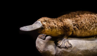 The Mammal That Hunts with Electricity Instead of Eyesight