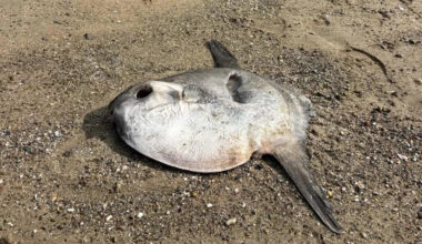 Ocean sunfish washes up on popular beach