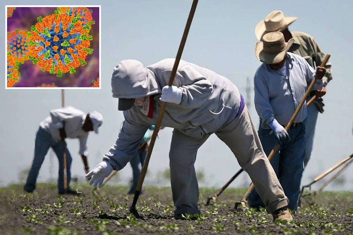 Mass measles outbreak threatens Central Valley after farmworkers left Arizona